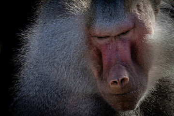 portrait of a baboon looking down