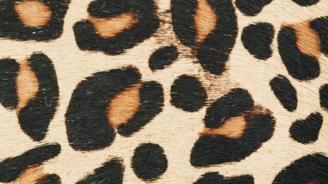 Leopard ponyhair fur leather close-up, production of handmade accessories made of genuine or artificial animal skin. Hide material on workplace, quality control.