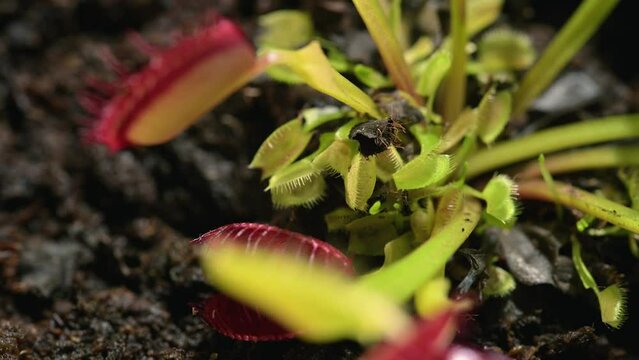 Venus flytraps sprouting at base of established plant.  Macro view of tiny carnivorous plants growing on moist soil.  Dionaea muscipula up close.