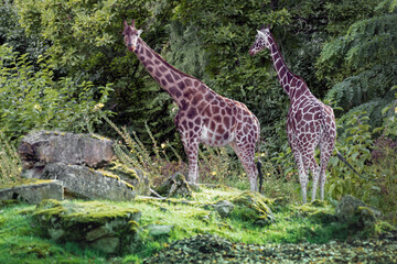 two giraffes standing in the forest eating tree leaves