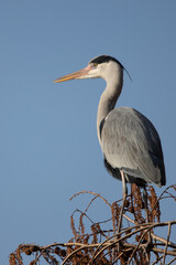 a grey  heron standing in a tree top