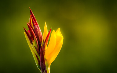 Colourful isolated flower