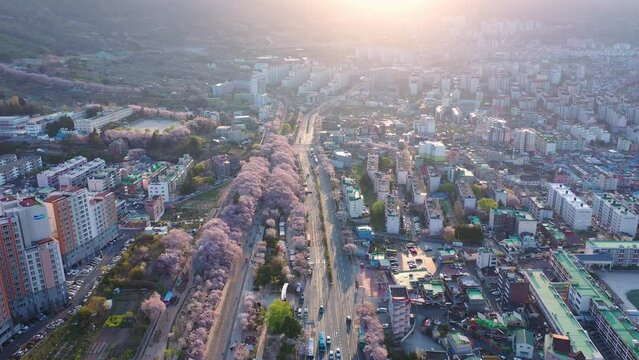 Aerial view Train and cherry blossom in Jinhae, Spring scenery in Jinhae in South Korea.Popular South Korean tourist attractions.