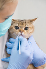 Doctor takes swab from the cat's mouth for analysis. Veterinarian and pet health