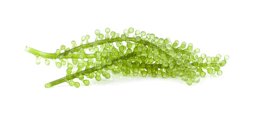 Sea grapes ( green caviar ) seaweed on white