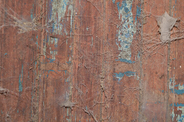 Closeup of a spiderweb on an old rustic wall