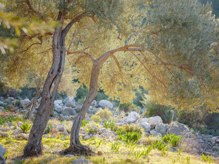 walk in olive grove, Harvest ready to produce extra virgin olive oil. over Saklikent canyon Turkey. Large and old vintage olive tree with sun rays