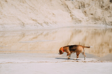 A beagle walks on a summer day among the sand 4226.