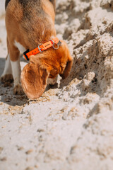 Beagle and sandy lakes on a summer day 4232.