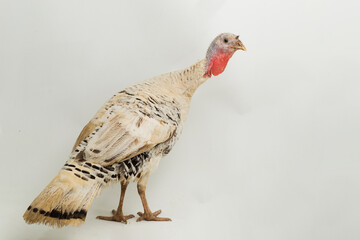 turkey-cock isolated on a white background
