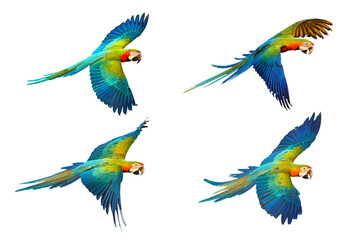 Set of Catalina parrot flying isolated on white