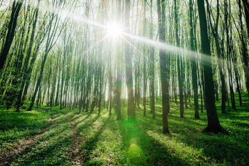 Fototapeta na wymiar a spring forest trees. nature green wood sunlight backgrounds.