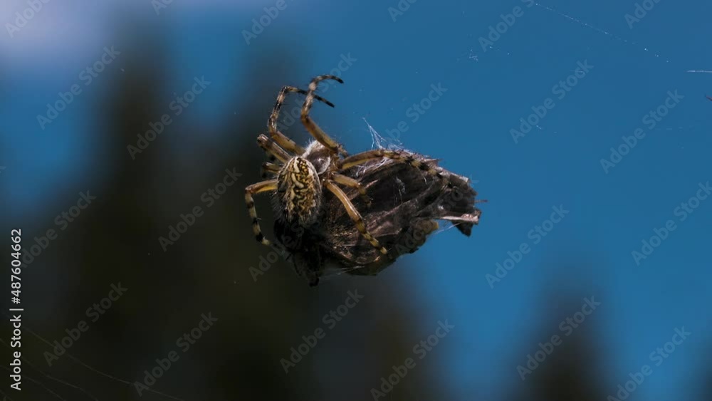 Poster a large insect.creative. the spider is trying to move a large dry object on its web against the back