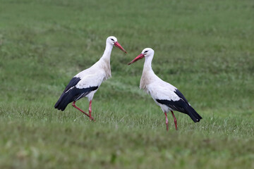 Obraz na płótnie Canvas Beautiful couple of white storks (Ciconia ciconia) standing on a green grass field. Two common storks eating bugs on a cloudy day. Cute male and female birds and natural environment.