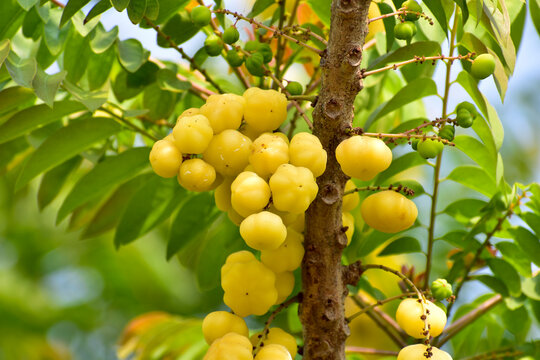 Plenty amla fruits in rainy season, herb medicine.