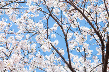 満開の桜の花 ソメイヨシノ 背景に青空 日本の春