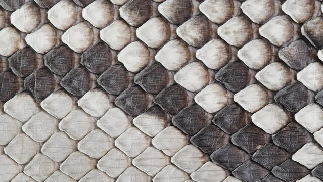 White snake leather close-up, production of handmade accessories made of genuine or artificial animal python skin. Hide material on workplace, quality control.