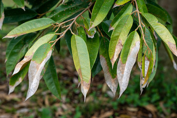 Burning leaf disease in durian tree, problem of agriculture in Thailand