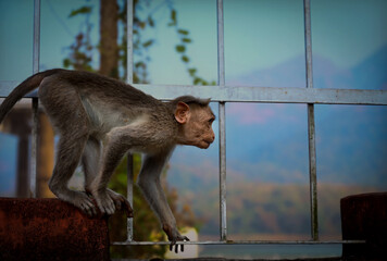 Bonnet Macaque 