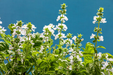 Basil plant with white flowers. Blooming herb against blue background.