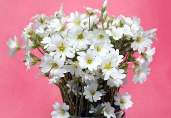 Beautiful bouquet of Cerastium flower, pink background