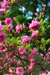 Fototapeta premium Blooming pink rose bush, soft selective focus 