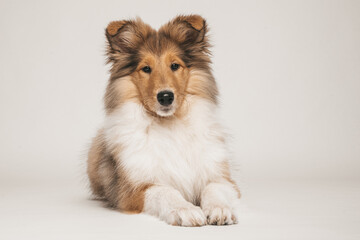 Rough Collie Welpe im Studio auf weißem Hintergrund Var. 2