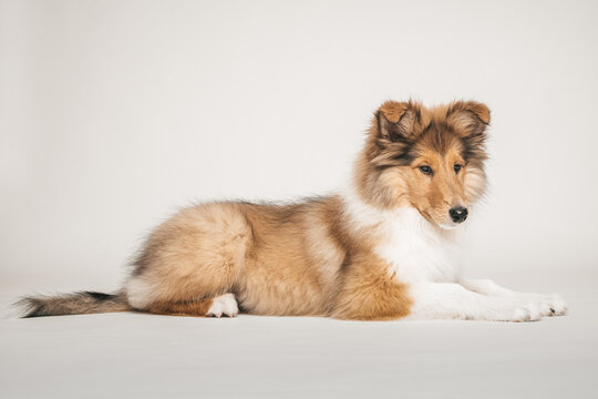 Rough Collie Welpe im Studio auf wei&szlig;em Hintergrund Var. 3