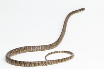 Ptyas mucosa, oriental ratsnake, Indian rat snake, on white background.
