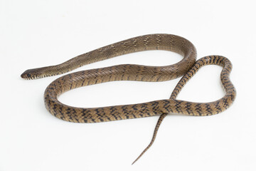 Ptyas mucosa, oriental ratsnake, Indian rat snake, on white background.
