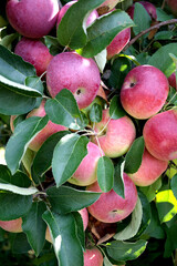 ripe red apples on tree. Harvest season. 