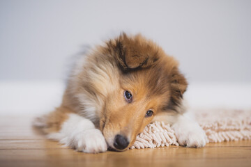 Portrait rough Collie Welpe indoor liegend