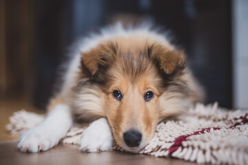 Portrait rough Collie Welpe sable white liegt auf einer Decke und schaut in die Kamera