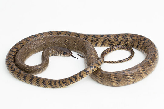 Ptyas mucosa, oriental ratsnake, Indian rat snake, on white background.
