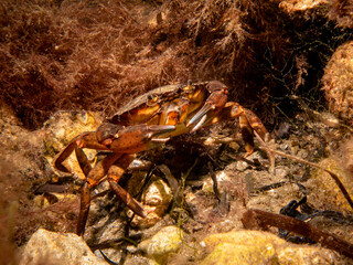 A close-up picture of a crab among seaweed. Picture from The Sound, between Sweden and Denmark