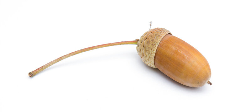 Stiel-Eiche im Herbst isoliert auf wei&szlig;em Hintergrund