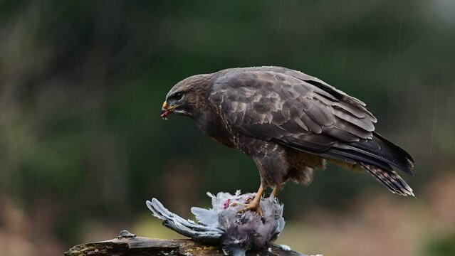 Common buzzard eats dead wood pigeon in heavy rain, birds of prey, north rhine westphalia, autumn, (buteo buteo), germany