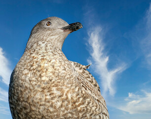 The European herring gull is a large gull, up to 66 cm long. One of the best-known of all gulls along the shores of Western Europe. Young bird.