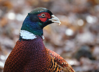 Pheasants are birds of several genera within the family Phasianidae in the order Galliformes. Although they can be found all over the world in introduced populations.