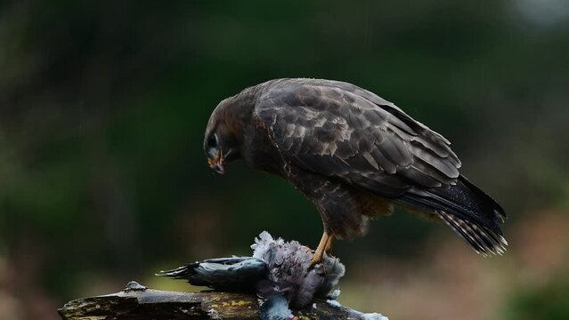 Common buzzard eats dead wood pigeon in heavy rain, birds of prey, north rhine westphalia, autumn, (buteo buteo), germany