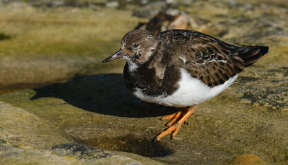 Turnstones are two bird species that comprise the genus Arenaria in the family Scolopacidae. They are closely related to calidrid sandpipers and might be considered members of the tribe Calidriini.