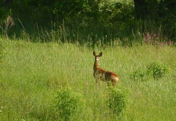 deer in the grass