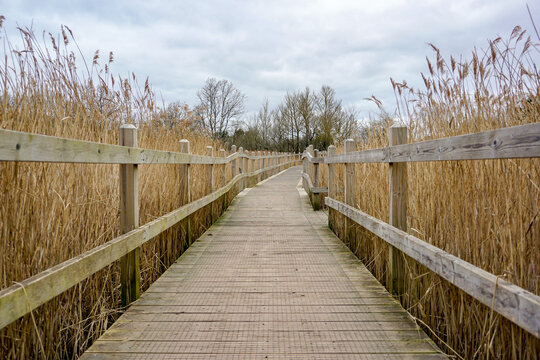boardwalk through marshland. Wooden board path way over bog and wetlands.  - Powered by Adobe