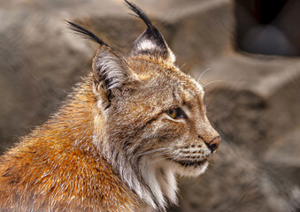 portrait of a lynx