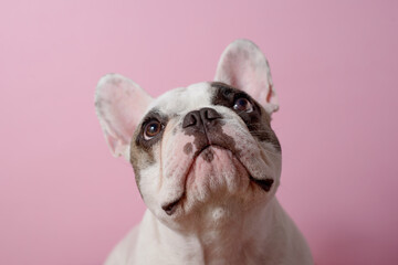 White French bulldog looks up. Dog on pink background. Sweet pet. Best friend. Copy space - 487610055