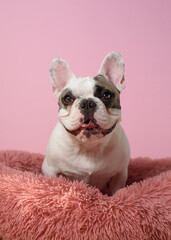 White French bulldog is lying in a dog bed on pink background. Sweet pet. Best friend. Copy space