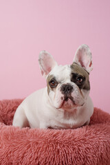 White French bulldog is lying in a dog bed on pink background. Sweet pet. Best friend. Copy space