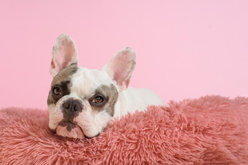 White French bulldog is lying in a dog bed on pink background. Sweet pet. Best friend. Copy space