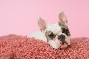 Sad White French bulldog is lying in a dog bed on pink background. Sweet pet. Best friend. Copy space