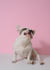 White French bulldog is lying in a dog bed on pink background. Mischievous pet. Best friend. Copy space - 487610073